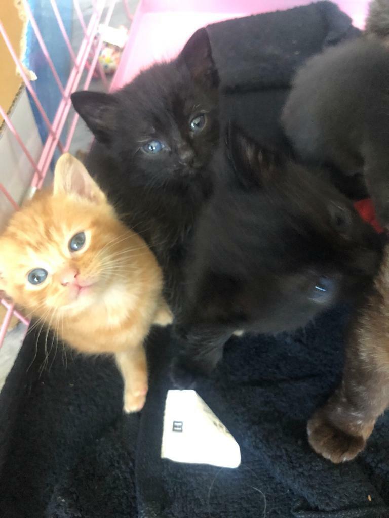 gumtree burmese kittens